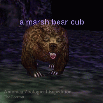 a marsh bear cub