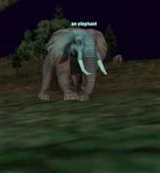 an elephant