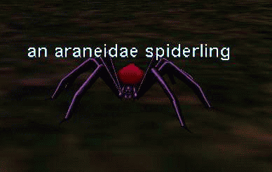 an araneidae spiderling