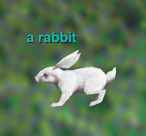 a rabbit
