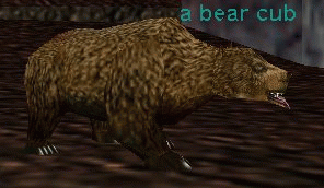 a bear cub