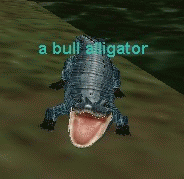 a bull alligator
