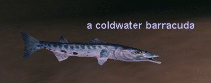 a coldwater barracuda
