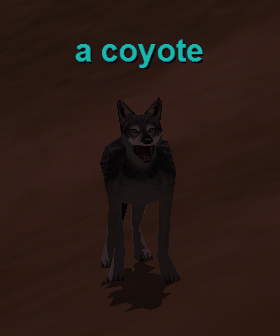 a coyote