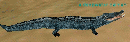 a deepwater caiman