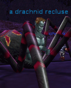 a drachnid recluse