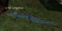 a fat alligator