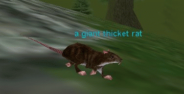 a giant thicket rat