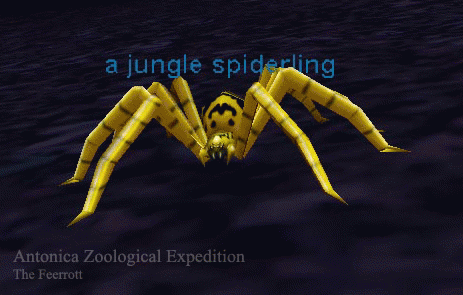 a jungle spider