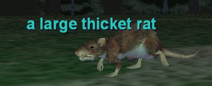 a large thicket rat