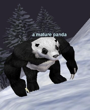 a mature panda