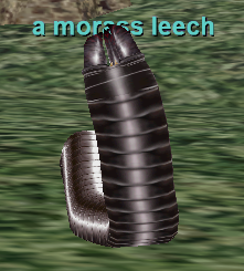 a morass leech