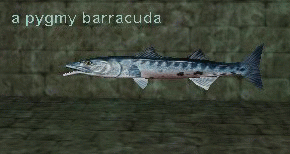 a pygmy barracuda
