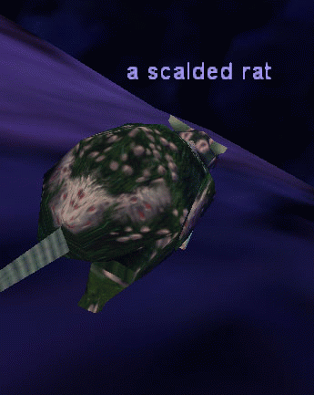 a scalded rat