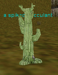 a spiked succulent