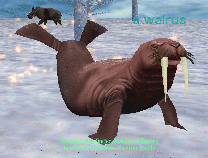 a walrus
