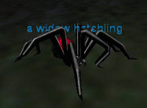 a widow hatchling