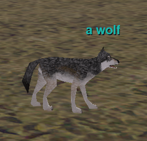 a wolf