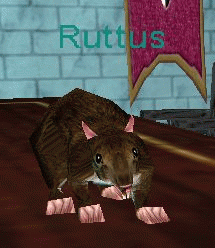 Ruttus