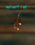 wharf rat